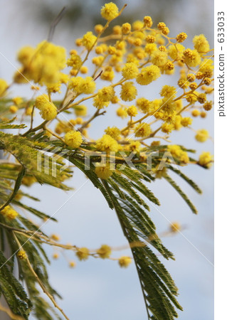 Mimosa flowering Mimosa flowering 633033