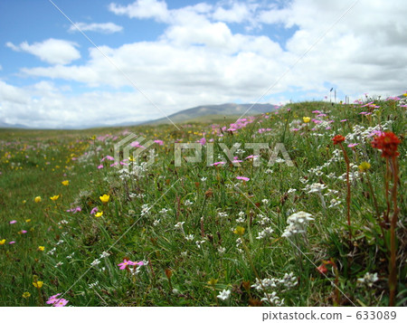 青藏高原花季 633089