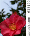 Camellia 633120