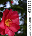 Camellia 633121