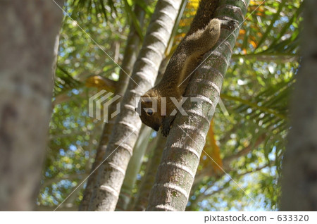 樹木 樹 木頭 633320