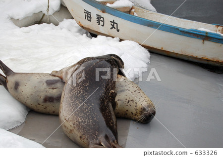 密封 海豹 旭山動物園 633326