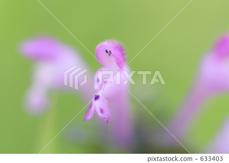 霍托肯諾扎 633403