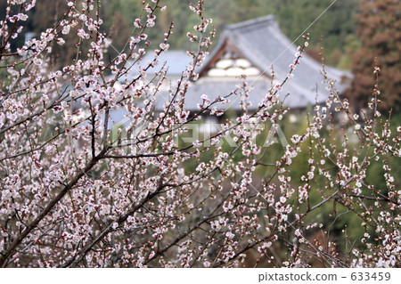 Umenosato Umenosato 633459