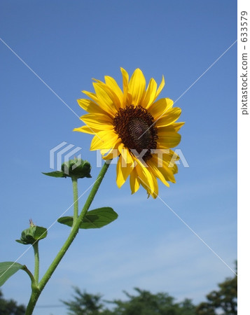 summer sunflowers 633579