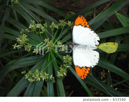 蝴蝶的追隨 633580