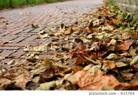 Fallen leaves of the roadside 633764