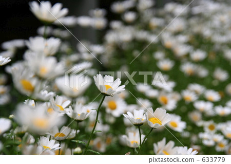 瑪格麗特場 633779