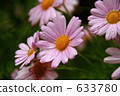 粉紅瑪格麗特 633780