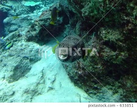 白色斑河豚 白色斑河豚 633851