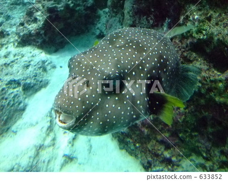 Sasanamifugu II 633852