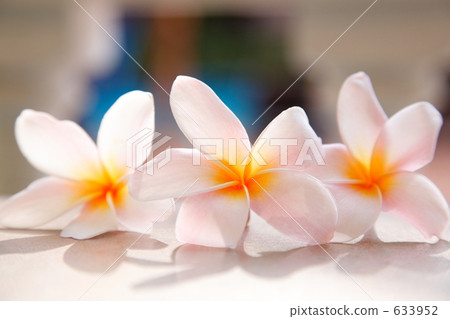 Three plumeria 633952