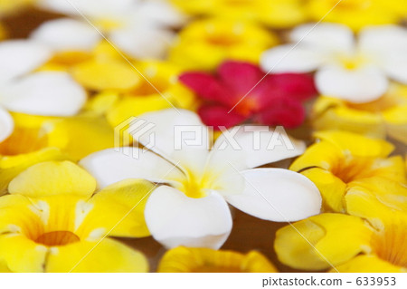 One-sided tropical flower 633953