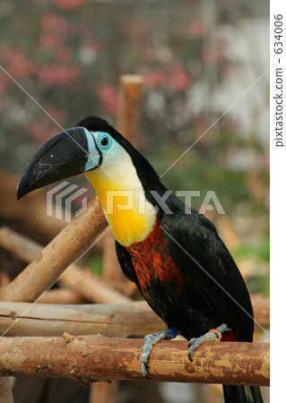 White-tailed bean White-tailed bean 634006