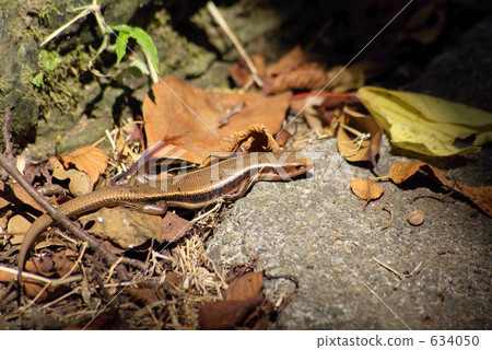 曬日光浴的鬍子 634050