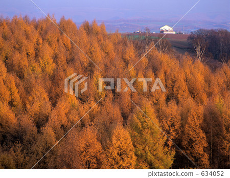 trees, dense wood, japanese larch 634052