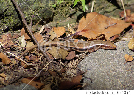Japanese lizard Japanese lizard 634054