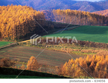 hill, dense wood, field 634056
