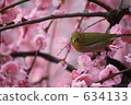 white-eye, white eye, ume 634133