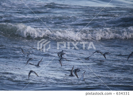 plover, shorebird, water fowl 634331