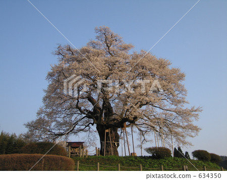 Daigo Sakura in full bloom Daigo Sakura in full bloom 634350