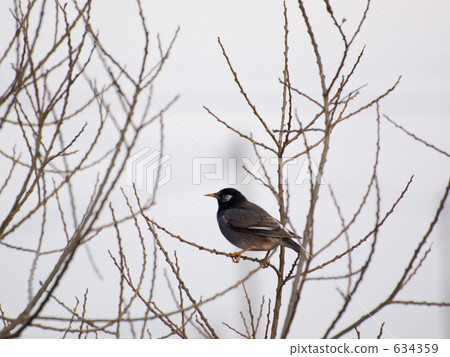 Sparrow Sparrow 634359