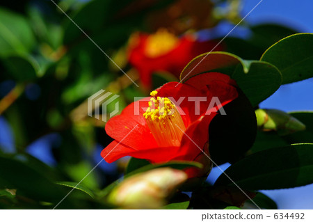 山茶花 634492