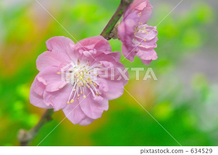 希娜節鮮花 634529