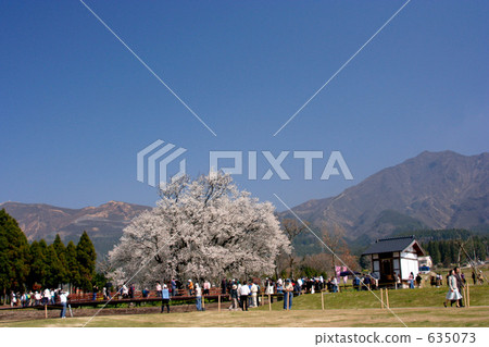isshingyo sakura tree, cherry blossom, cherry tree 635073