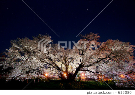 櫻花 夜櫻 夜晚的櫻花樹 635080