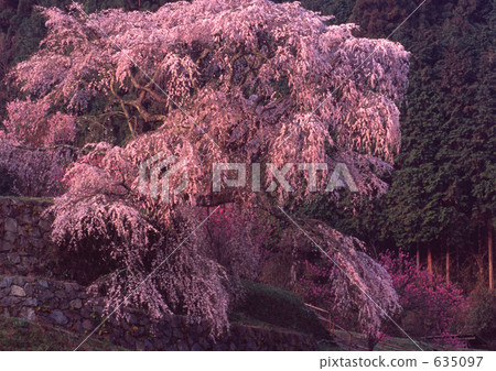 又兵衛櫻 又兵衛櫻 635097