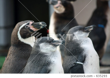 企鵝 側臉 側面 635293