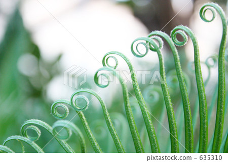 Rounding leaves 635310