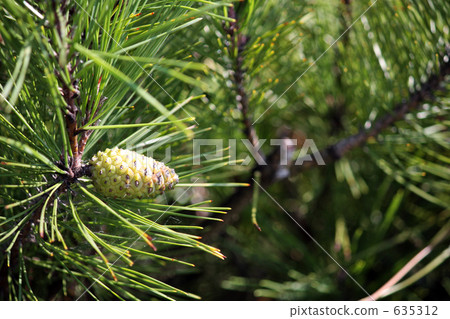 松樹 漿果 堅果 635312