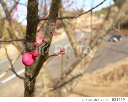 Buds and cars Buds and cars 635429