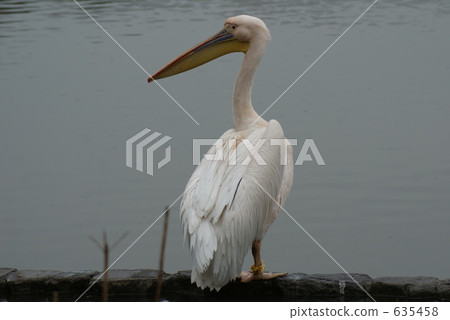 Pelican ② 635458