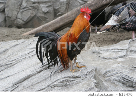 上野動物園的雞肉 635476
