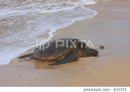 A turtle A turtle 635555