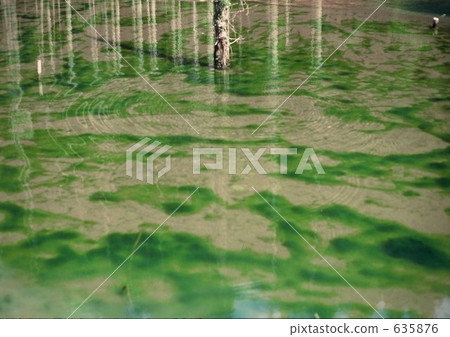 Trees reflecting on spring water 635876