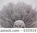 snowfall, snowfalls, large tree 635919