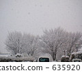 fallen snow, tree, snowy 635920
