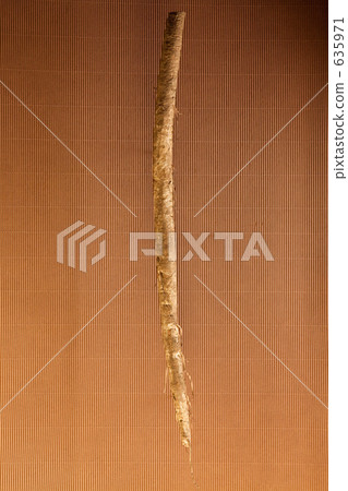 牛蒡 戶內 室內 635971