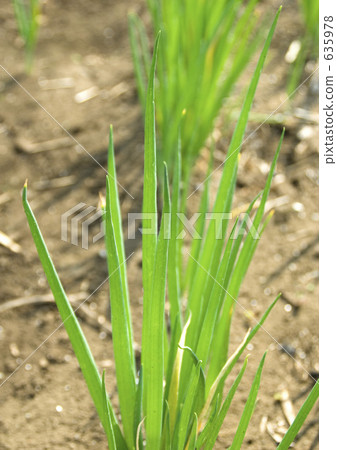 welsh onions, green onion, welsh onion 635978