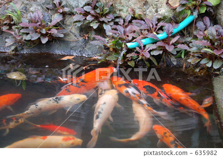 錦鯉的水瓶 錦鯉的水瓶 635982