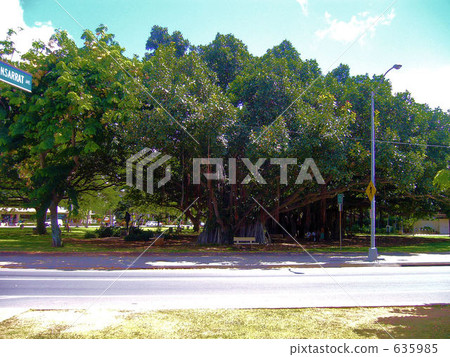 森林 樹林 長壽 635985