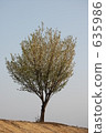 one, tree, standing 635986