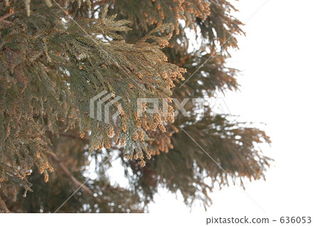 Cedar tree Cedar tree 636053