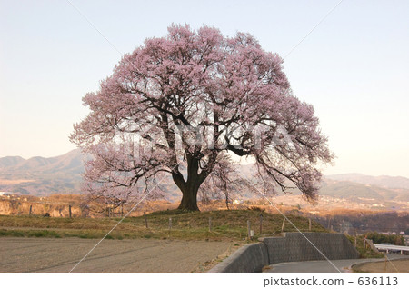 Cherry blossoms at Wang Jinzuka 636113