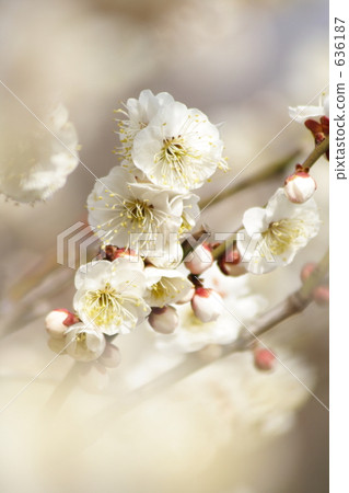 白梅 白梅 636187