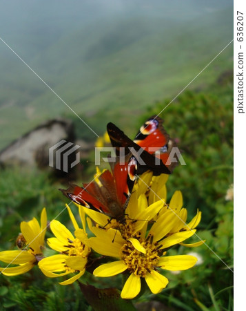 孔雀蝴蝶聚集在岩手妖嬈的樹 636207